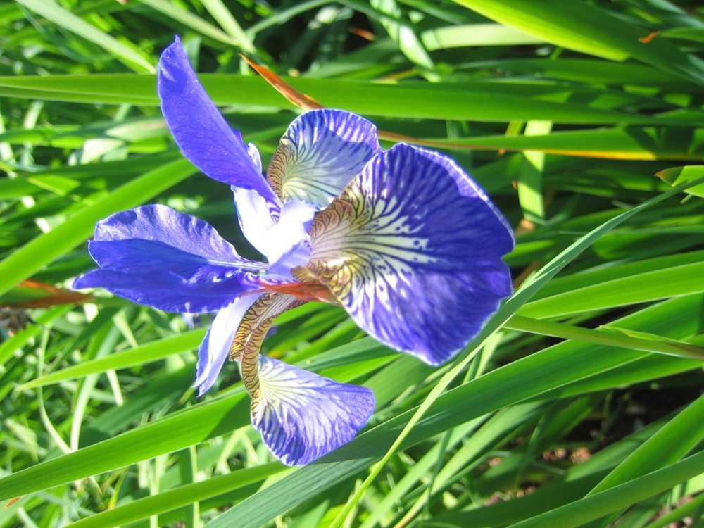 Iris sibirica 'Mitsou' (Schwertlilie (bartlos))